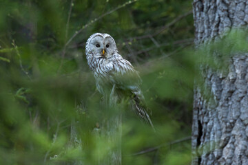 A watchful Ural owl perched on a stump behind some branches in a springtime forest in rural Estonia, Northern Europe