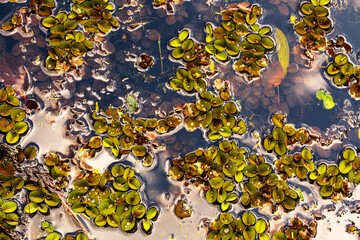 Folha da planta vitória régia no meio de um lago. 
