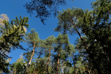Fototapeta premium Pine branches against a blue sky