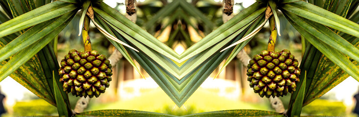 Folha e fruto de árvore nativa da Mata Atlântica Brasileira. 