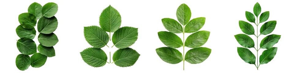 Fototapeta premium Assorted green leaves on a white isolated background, showcasing various shapes and sizes.