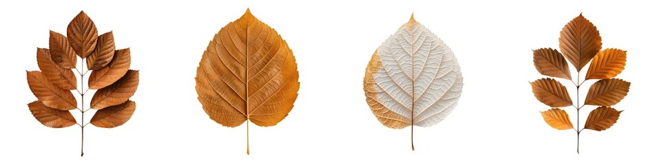 Obraz premium Collection of colorful autumn leaves on a white isolate background.