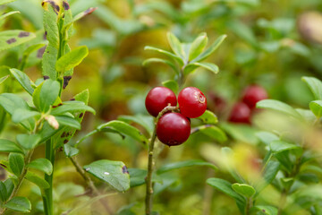 Closeup of ripe Cowberries on a late summer day in Estonian woodland, Northern Europe