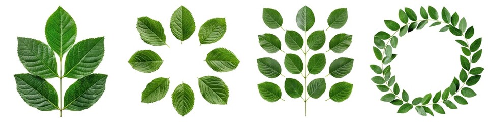 Naklejka premium Collection of green leaves in various arrangements, isolated on a white background.