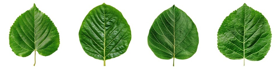 Obraz premium Four green leaves arranged in a row on a white isolated background