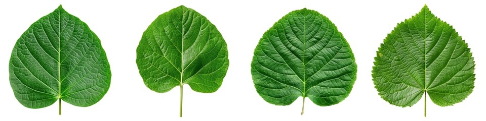 Obraz premium Four green leaves on a white isolated background, showcasing diverse textures and shapes.