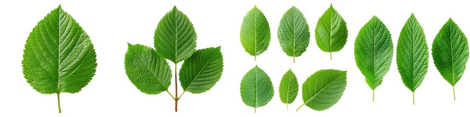 Various green leaves arranged on a white background.