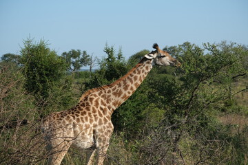 Giraffe eating from an acacia tree