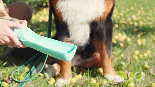 Bernese Mountain Dog drinks water from a portable collapsible blue bowl. 