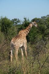 Giraffe eating from an acacia tree, vertical