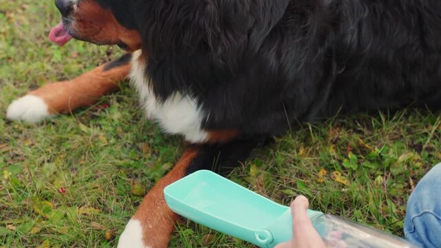 Bernese Mountain Dog drinks water from a portable collapsible blue bowl. 