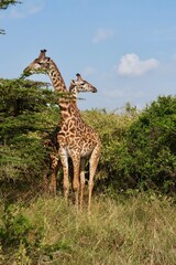 Close up of two giraffes eating from acacias trees