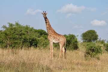 Giraffe looking at the camera standing in bushes with blue sky