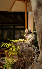 a meerkat sitting on a tree