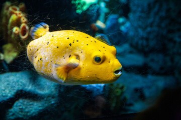 Blackspotted Puffer Fish Swimming at Lisbon Oceanario in Portugal