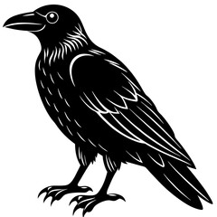 crow on a white background
