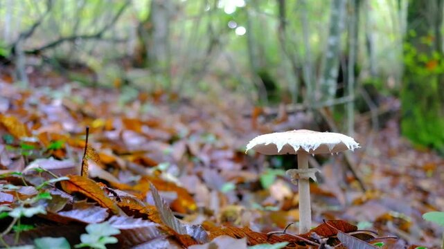 mushroom in the forest