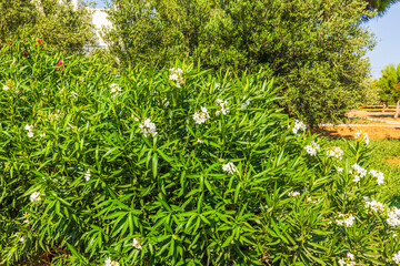 Lush green oleander bush with white flowers in sunny garden. Greece.