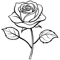 black rose vector