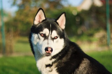 Portrait of a Siberian Husky dog ​​in the light of the setting sun