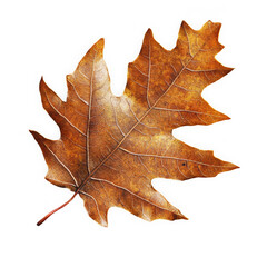 Obraz premium Autumn Oak Leaf: A detailed close-up of a single, dried oak leaf, showcasing its intricate veins and rich brown autumnal hues. Perfect for fall-themed designs and projects.