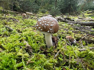Mushroom