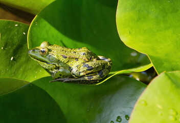 Tree frog on a green pond lily pad, green frog on a water lily pad, water frog on the pond, Pelophylax from the side