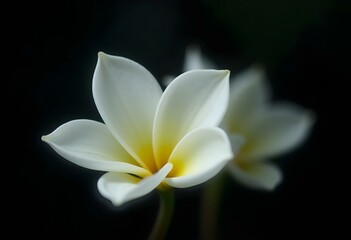 Obraz premium white petals isolated on a very dark background, showcasing their delicate details and slight translucency create with ai
