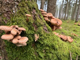 mushrooms in the forest
