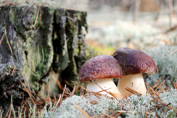 Pair of cep (Boletus edulis) is a basidiomycete fungus. Close-up of edible mushrooms with brown cap and white tubes in autumn forest. Mushroom picking in the autumn forest.