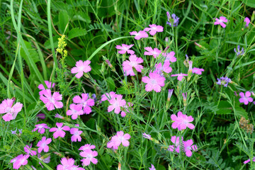 a lot of purple carnation flowers with green grass background banner 