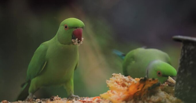 Rose-ringed parakeets with vibrant green feathers and red beaks feeding on a table in a tropical environment. Ideal for wildlife photography, birdwatching, and nature conservation projects focused on