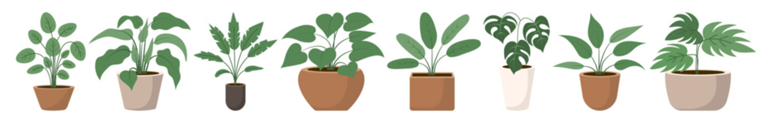 A set of indoor ficus plants with large leaves in ceramic pots. Flat style. Vector illustration.