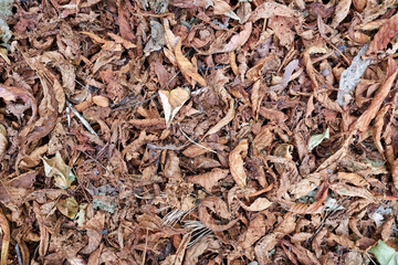 Pile of Dry Autumn Leaves Creating a Natural Carpet on the Forest Floor