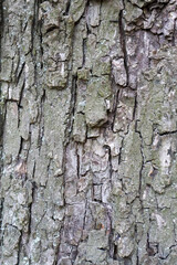 Close-up of Rough Tree Bark Texture with Natural Cracks and Moss