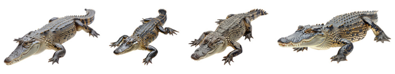 Obraz premium Collection of Crocodiles in Various Poses Isolated on Transparent Background