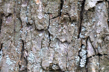 Close-up of Tree Bark with Natural Cracks and Lichen Growth