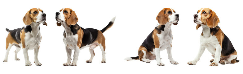 Collection of Beagle Dogs Isolated on Transparent Background