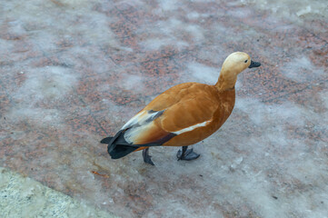The duck is looking for food on the ice in winter. A waterfowl with a flat beak on the ice. Birds in winter in search of food. A bird on the ice in winter.