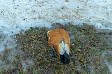 The duck is looking for food on the thawed grass in winter during the warming period. A waterfowl...