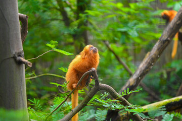 Golden lion tamarin monkey in the forest © Andreea_Prodan