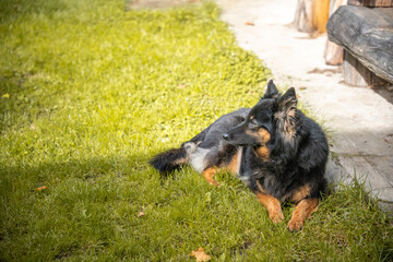 Nice dog watching the sun. 