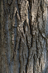Photo of Populus alba trunk