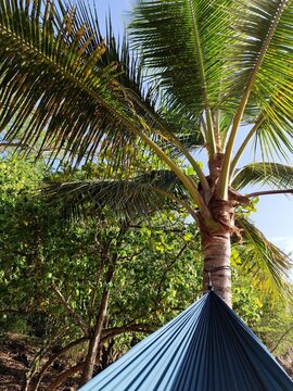 blue hammoc suspended to coconut palm tree in the caribbean island