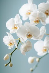 Elegant White Orchids in Minimalist Indoor Setting