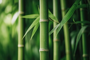 Close-up of green bamboo stalks showcasing lush textures against nature's vibrant backdrop