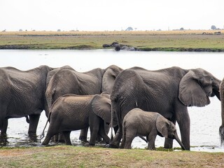 Wildlife African Elephants in Africa 
