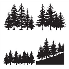 Fototapeta premium evergreen trees silhouette