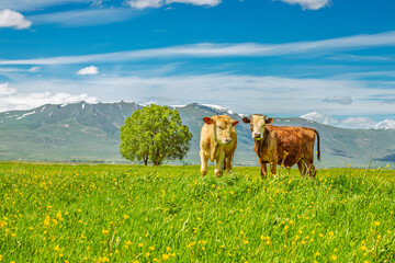 Cows Grazing in Spring Field, Erzurum Plain, Ideal for Eid al-Adha