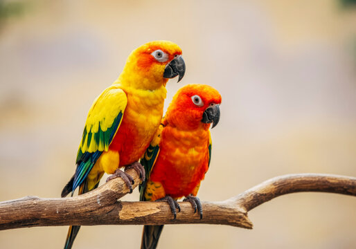 Vibrant sun conure parrots perched on branch in lush habitat